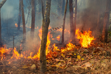 Wildfires release carbon dioxide (CO2) emissions and other greenhouse gases (GHG) that contribute...