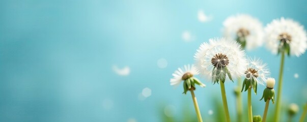 Obraz premium Close-up of fluffy white dandelion flowers against a soft blue backdrop, seasonal, macro