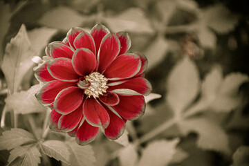 red flower