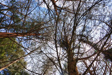 Nadir view of intertwined pine tree branches forming a dense canopy against a bright blue sky. Sunlight peeks through the gaps, creating a lens flare. Themes related to nature, forest and ecosystems