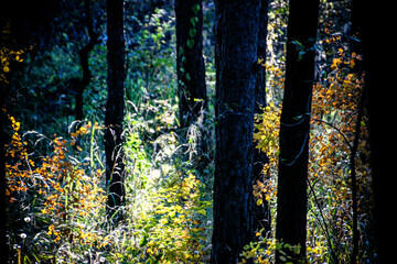 yellow barbed wire