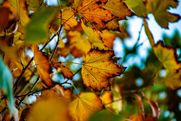 autumn maple leaves