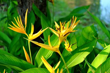 Close-up photo of flowers, plants