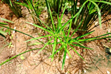 Close-up of leaves, plants