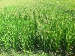 Rice plants grow well in rice fields.