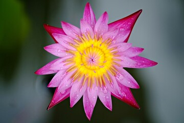 Close-up of a blooming lotus flower.