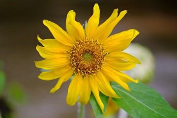 Close-up of a beautiful sunflower.