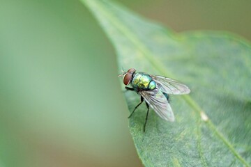 Close-up of a fly perched on a leaf.