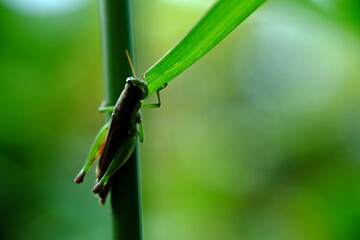 Close-up of a grasshopper eating food.