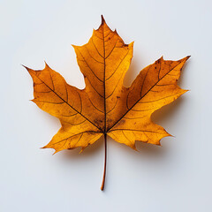 Obraz premium vibrant orange maple leaf with intricate veins, showcasing autumn beauty and detail. crisp edges and rich color highlight seasonal change
