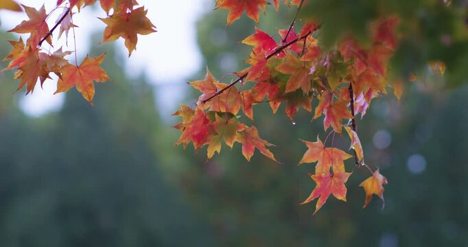 Maple leaves covered with rain on a rainy day in late autumn