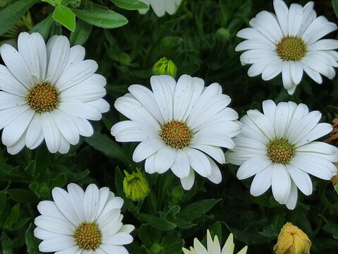 Selective focus of beautiful bouquets of daisy flowersEnfoque selectivo de hermoso ramos de flores de margaritas(493)