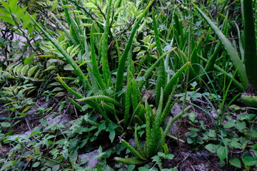 Close-Up of Lush Aloe Vera Leaves in a Natural Botanical Garden Setting