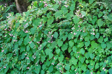 京都大原の里に咲く秋海棠の花
