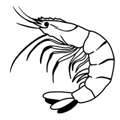 Shrimp line art drawing of Traditional Thai Bangkok Thailand Illustration 