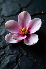 Single magnolia bloom on textured black stone , single, beauty