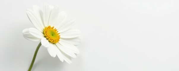 Obraz premium Single white daisy, vibrant petals, pure white background, pure, wildflower