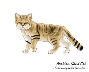 Arabian Sand Cat vector illustration