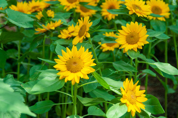 Vibrant sunflower field with rich green leaves and bright yellow blooms. Ideal for eco-friendly branding, packaging design, and nature-themed advertising materials.