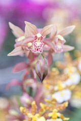 Light pink Cymbidium orchids growing in a greenhouse. A hybrid variety cultivated for ornamental use and floral arrangements. Ideal for plantations, gardening, and exotic flower displays.