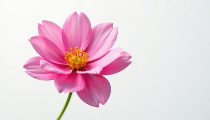 Fototapeta premium Delicate bloom in isolation on white background, flowers, flower