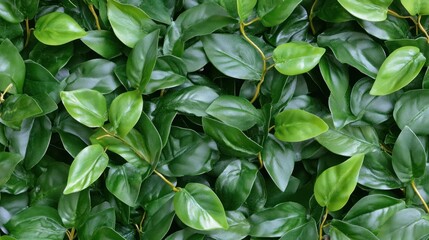 Lush green leaves wall texture background