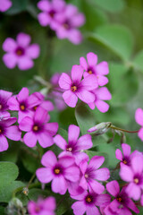 Obraz premium close up of a pink flower