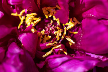 Peony flower heart