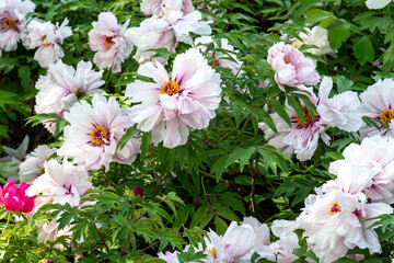 pink flowers in a garden