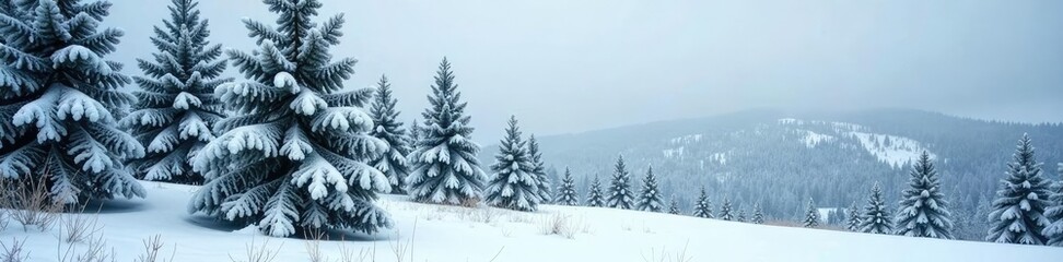 Pine trees covered in a thick layer of frost and snow, winter, tree, snow