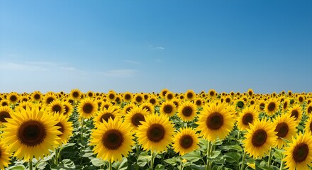 Fototapeta premium Sunflower Field in Full Bloom with Golden Petals and a Bright Blue Sky | Warm Summer Day