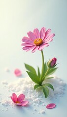 Obraz premium Single flower blooms on pristine white ground, nature, serene, petals