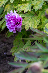 purple flower in the garden