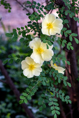 yellow flowers in the garden