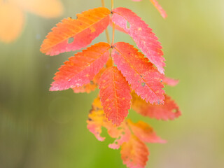 Rowan branches with yellow leaves in the autumn park.