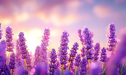 Naklejka premium Vibrant Lavender Field Under a Beautiful Sunset Sky