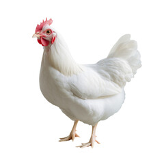 Fototapeta premium A photo of a white chicken with transparent background.