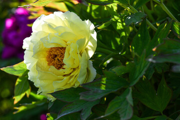 yellow rose in the garden