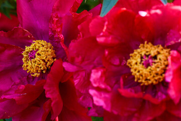 red and yellow tulips