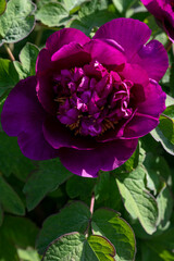Peony flower 