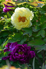 pink and yellow roses