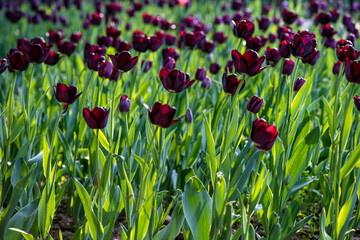 red tulips in the garden