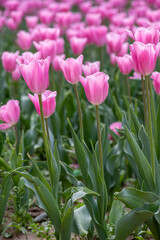pink tulips in the garden