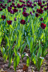 red tulips in the garden