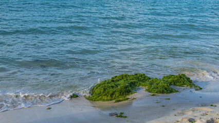A bunch of green algae washed up from the ocean on a sandy beach. The waves are foaming on the wet sand. Close-up. Mauritius.
