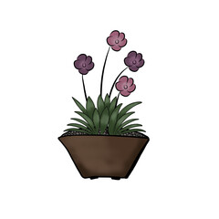 flower in a pot