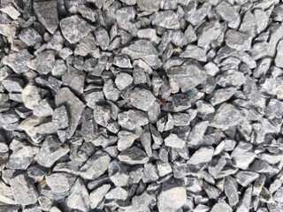 bark of a tree