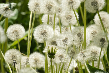 Closeup view of dandelion seed heads standing out in verdant field during the spring season