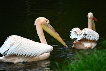 Beautiful White Pelicans Swimming in Calm Serene Waters
