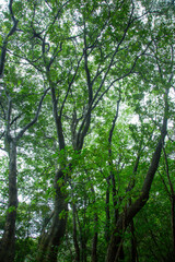 Obraz premium 奄美大島 世界自然遺産の森 ヒカゲヘゴ・シダ・スダジィの森